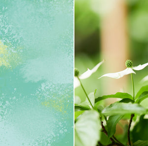 WEEKENDERS COFFEE ETHIOPIA Halo